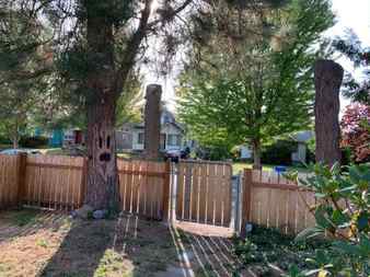 Haunted Tree Decoration -looking across the yard at the decorated tree