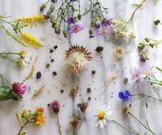 How to Gather Wildflower Seeds