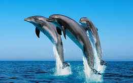 171 Dolphin, dolphin backgrounds HD wallpaper