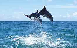 *** Dolphins playing in the waves ***, sea, two, waves, animals, dolphins, dolphin, ocean HD wallpaper