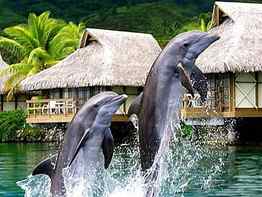 acrobatic dolphins, dolphins, acrobatic HD wallpaper