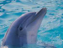 dolphin, dolphin spyhopping HD wallpaper