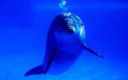 Beautiful dolphin, blue, dolphin, ocean, animals HD wallpaper