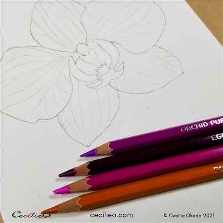 Selecting watercolor pencils to use for the orchid.