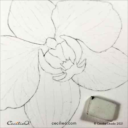 Erasing the lines on the petals, leaving only slight pencil marks.