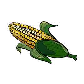 Corn Drawing Images Browse 163376 Stock Photos Vectors and Video Adobe Stock