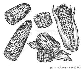 Corn maize sketch engraving Royalty Free Vector Image