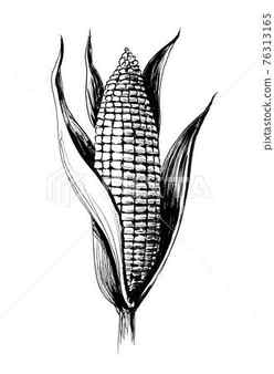 Corn Sketch Images Browse 17661 Stock Photos Vectors and Video Adobe Stock