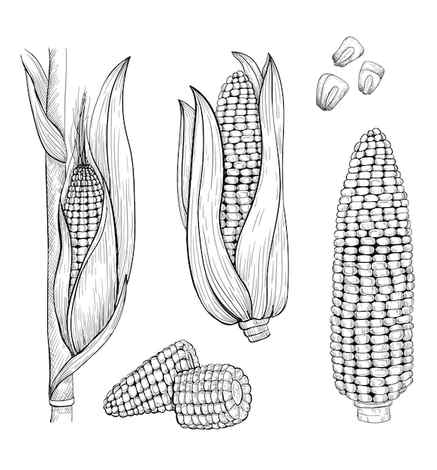 Corn cob vegetable sketch Royalty Free Vector Image