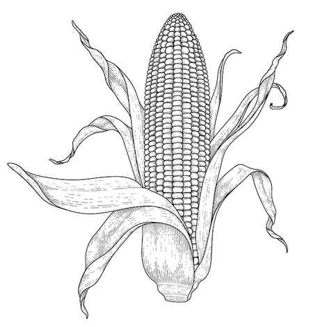 How to Draw a Corn Cob Easy Drawing Art