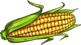 Hand Drawing of Vegetable Corn Stock Vector Illustration of plant corn 96067045