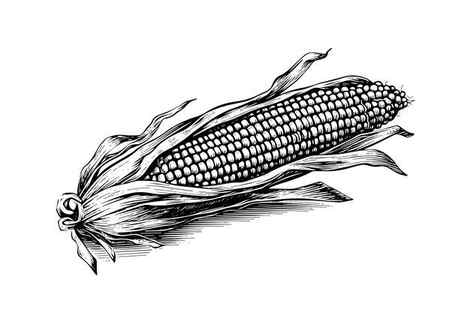 corn cob sketch 3753332 Vector Art at Vecteezy