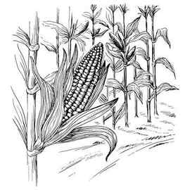 97729 Corn Cliparts Stock Vector and Royalty Free Corn Illustrations Corn drawing Drawings Roots illustration