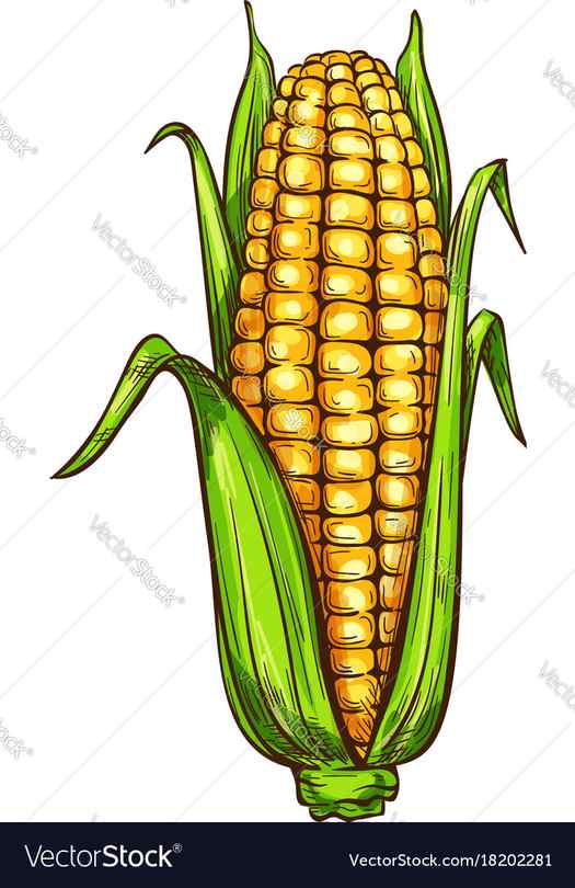 Colorful sketch style of corn Royalty Free Vector Image