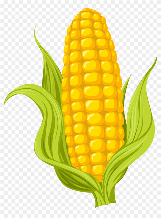 Sketch Corn Stock Illustrations 11006 Sketch Corn Stock Illustrations Vectors Clipart Dreamstime