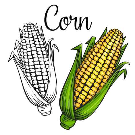 Corn Drawing Images Free Photos PNG Stickers Wallpapers Backgrounds rawpixel