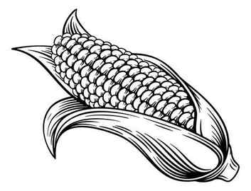 Corn Drawing Images Browse 163376 Stock Photos Vectors and Video Adobe Stock