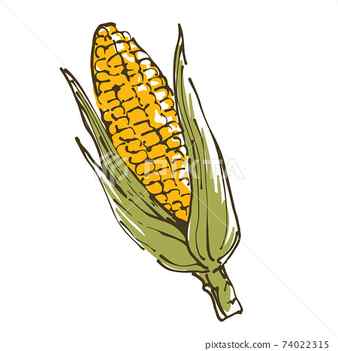 Premium Vector Corn plant isolated on a white background in sketch style