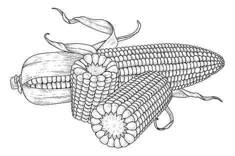 How to Draw A Corn Step by Step