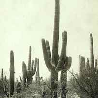 Giant Cactus In The Desert Of Tucson Usa by Artokoloro