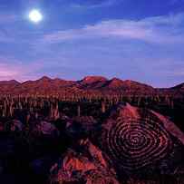 Hohokam Petroglyph In The Saguaro by Peter Essick