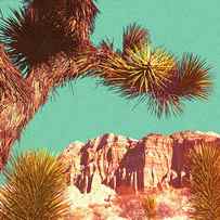 Joshua Tree and Rock Formation Landscape by CSA Images