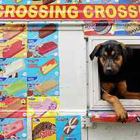 A Dog Hangs Out Of An Icecream Truck by David Zentz