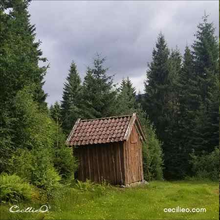 The reference photo of a shed at the edge of a pine forest.