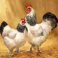 White Rooster and Hen by Laurie Snow Hein