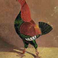 Fighting Cocks, a Dark-Breasted Fighting Cock, Facing Left by John Frederick Herring