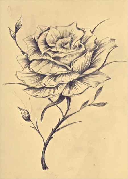 Premium Vector Rose flower in continuous line art drawing style