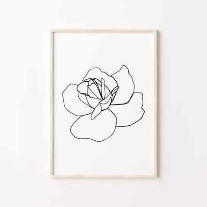 Abstract Rose Line Drawing Images Browse 146472 Stock Photos Vectors and Video Adobe Stock