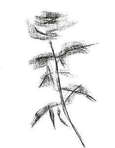 Buy Abstract Rose Sketch Online In India Etsy India