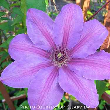 Clematis ‘Horn Of Plenty’