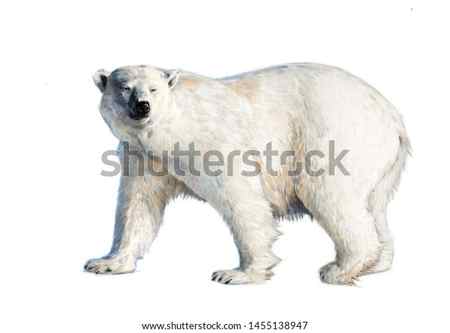 Polar Bear Drawing Images Browse 55629 Stock Photos Vectors and Video Adobe Stock