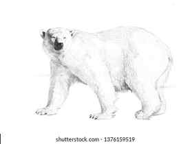 Premium AI Image Pencil sketch cute bear animal drawings AI Generated