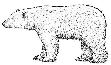 How to draw a Polar Bear SKetch by Pencil Step by Step 3dvkarts Bear sketch Polar bear drawing Beginner sketches