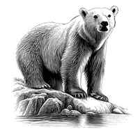 Premium Vector Polar bear portrait hand drawn sketch illustration wild animals