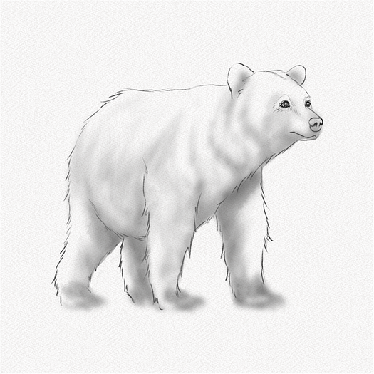 Pencil Sketch Polar Bear with Cubs by Artoex07 on DeviantArt