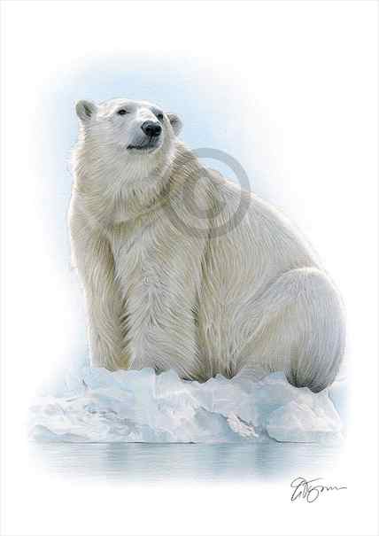 Buy POLAR BEAR Color Pencil Drawing Print Animal Art Artwork Online in India Etsy