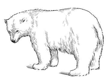 How to Draw a Polar Bear with Pictures Polar bear drawing Bear drawing Polar bear