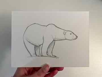 Drawing Polar Bears Dessiner la vie