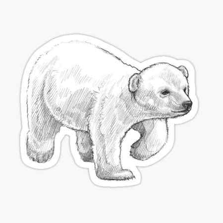 Drawing On Life The Art of Karen Baker Thumm Polar Bear Sketching Fun