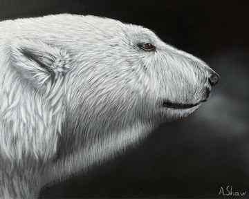 Portrait of a Polar Bear Pencil Drawing Art Print