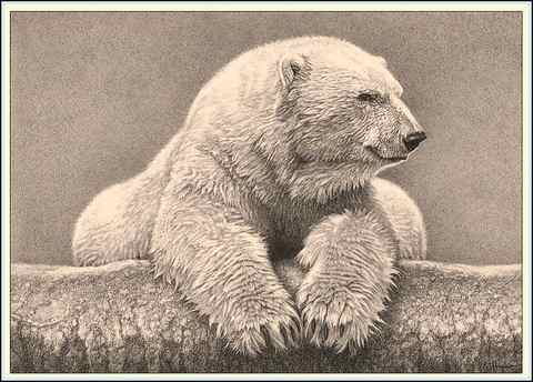 Patty Storms Pencil Drawings