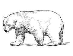 Polar Bear Colored Pencils Drawing Polar Bear with Color Pencils DrawingTutorials101com