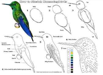 Advanced Hummingbird Sketch