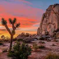 Joshua Tree Sunset by Peter Tellone