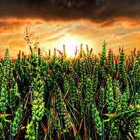sunset wheat by Meirion Matthias
