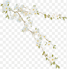 white petaled flowers poster, Flower Vine Desktop, vines, branch, plant Stem png thumbnail